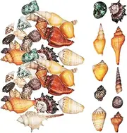 POPETPOP 1 Set Natural Shell and Conch Combination Decor Aquarium Seashells Seashell Statues Natural Seashells Hermit Crab Shells Craft Ornaments Small Ornaments Miniature Supplies