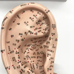 便攜耐用韓版上海經絡通人體針灸穴位模型針灸耳針穴模型耳模16cm耳朵 1FWS