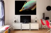 BLUE & ORANGE COLOR FISH OCEAN SCENERY WALL ARTS high quality Canvas home decor
