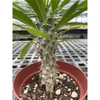 在飛比找蝦皮購物優惠-Pachypodium lamerei var. fiher