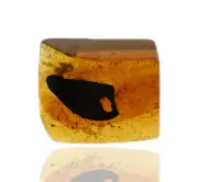 Leaf with insect feeding hole, Fossil insect inclusion in Burmese Amber