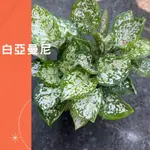 白亞曼尼 粗肋草 盆栽 綠植 庭院佈置 植物 樹 IG 網紅 觀葉植物 網紅植物 室內植物 空氣淨化 陽台植物