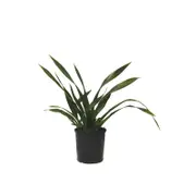 140mm Phormium Apple Green - Phormium tenax 'Apple Green'