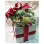 禮物造型/植物珠寶盒系列/仙人掌組合盆栽/多肉植物組合盆栽