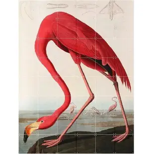 【荷蘭 IXXI 】Flamingo Audubon 紅鶴－壁掛畫 壁畫掛飾 壁貼