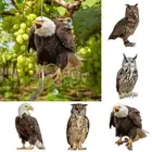 Hanging Bird Repel Scare Devices Owl Scarecrow Bird Repeller Courtyard