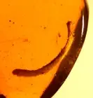 Beautiful Albino Millipede in Burmite Amber Fossil Gemstone Dinosaur Age
