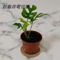 在飛比找蝦皮購物優惠-現貨 姬龜背電信蘭 藍葉姬電信蘭 姬電信蘭 姬龜背竹 姬龜背