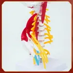 人體頸椎骨骼模型脊椎脊柱腦干模塊神經肌肉結構醫院學校用教學