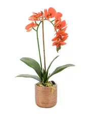 Creative Displays Orchid Arrangement In Pot