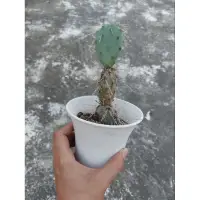 在飛比找蝦皮購物優惠-opuntia macrocentra , 目前置於3吋盆（