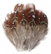 20pcs Rare Temmincks Tragopan Natural Real Pheasant Plumage Feathers DIY Craft