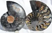 Large Black Ammonite PAIR Deep Crystals 110myo FOSSIL XXL 150mm 5.8" 9349bb