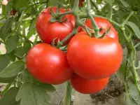 在飛比找Yahoo!奇摩拍賣優惠-牛番茄種子20粒50元