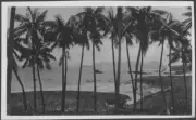 Lord Howe Island Palms, Lord Howe Island - Old Photo