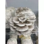 Grey Oyster Mushroom Kit, Easiest Kit On The Market, Grow Oyster Mushrooms