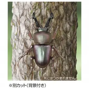 TOMICA 多美 - 動物園 AS-42 彩虹甲蟲
