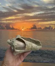 Conch Sea Shell, Large Ancient Conch Shell, Coastal Décor Shell