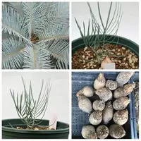 在飛比找蝦皮購物優惠-新到種子 澳洲銀葉蘇鐵 cycas siamensis si