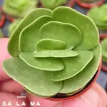 【雲葉古木】1吋盆 | SA LA MA多肉植物| 馬齒莧科 | 療癒植物