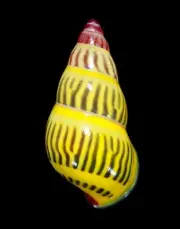 LAND SNAIL, SHELL - Amphidromus huberi- 32.9MM.