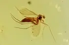 Nice Fungus gnat Mycetophilidae Big 29g Ukrainian Rovno amber stone #10230R