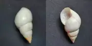 #1971 Liguus Fasciatus Lineolatus Pinecrest 60.1mm land snail shell
