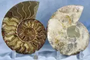 Large Ammonite Pair Great Crystal Cavity 204mm 110myo Fossil XXL 8.1" 4302cc