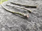 Magic rowan wood wands natural sticks x 3