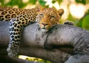 QPuzzles 500XL Piece Jigsaw Puzzle - Ken Duncan - Eyes Of Africa