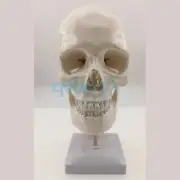 Natural Life Size Skull-on Cervical Vertebrae with Nerves For Art Sketch