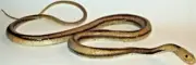 48" Rubber Yellow Rat Snake Lifelike Replica AAA Brand by Mamejo Nature