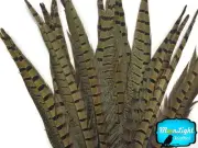 10 Pieces - 12-14" NATURAL Ringneck Pheasant Tail Feathers
