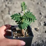 《鯉魚愛植栽》沙漠蘇木 植株 根系健康❤️ SENNA MERIDIONALIS 塊根植物