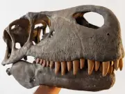 Utahraptor skull lifesize dinosaur fossil replica