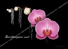 Christmas,cymbidium,Doritaenopsis,Noel,orchid