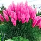 Pampas Grass Seeds Cortaderia Selloana Lawn Plant Ornamental Garden Decor