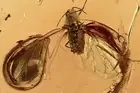 SPREAD WINGS Aphidoidea APHID Fossil Genuine BALTIC AMBER 201208-39 +IMG
