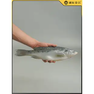 (MOLD-C135)仿真海鱸魚模型假海鮮水產七星魚海魚鱸魚仿真海鮮博物館直播道具