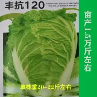 在飛比找蝦皮購物優惠-種子 山東大白菜種子豐抗120圓筒型大白菜適應性廣秋季播種蔬