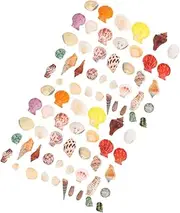 Ipetboom 160Pcs Conch Shell Beach Shells Ocean Beach Seashells Natural Seashells Natural Shell Aquarium Natural Conch Natural sea Shells Aquarium Shells Decorations Turbo Seashells Scallops