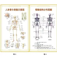 在飛比找蝦皮商城精選優惠-熱賣好貨人體肌肉骨骼圖掛圖人體內臟結構圖全身分佈器官圖人體脊