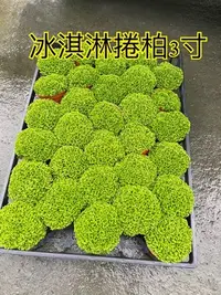 在飛比找Yahoo!奇摩拍賣優惠-^花草巷弄^ 3吋盆 // 冰淇淋捲柏 // 觀葉植物