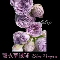 在飛比找蝦皮購物優惠-薰衣草绒球 Blue Pompon 玫瑰花 / 6吋盆扦插苗