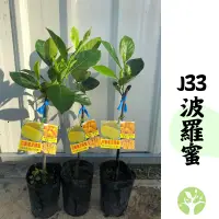 在飛比找蝦皮購物優惠-［農夫世家］馬來西亞冠軍品種 J33 波羅蜜 蜜糖波羅蜜 改