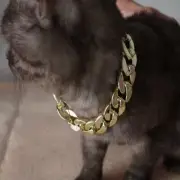 Luxury Gold Cuban Chain Cat Collars XS - XL Elegant Cat Collars & Miniture Dogs