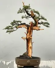 Bonsai Juniperus Chinensis | Bonsai Tree | Bonsai Deadwood Original Not Tanuki