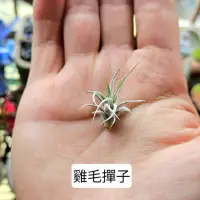 在飛比找蝦皮購物優惠-〔鳳梨草手〕空氣鳳梨-雞毛撢子Tillandsia tect