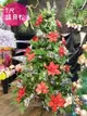 聖誕樹 7尺諾貝松成品樹(含所有裝飾+燈)，聖誕佈置/聖誕節/會場佈置/聖誕材料/聖誕燈，聖誕樹/聖誕佈置/聖誕節/會場佈置/聖誕材料/聖誕燈，X射線【X120509】
