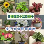 🎉🎉【免運大熱銷】50款微型植物盆栽 松樹種子 小型櫻花 微型花卉盆栽植物種子好養活好栽培多肉迷你楓樹 月季 梔子花種子